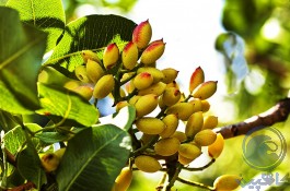 آموزش تخصصی کاشت درختان میوه و افزایش باردهی